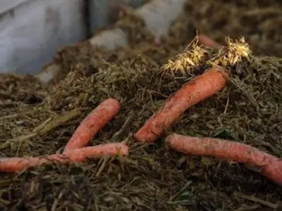 cattle eating carrots