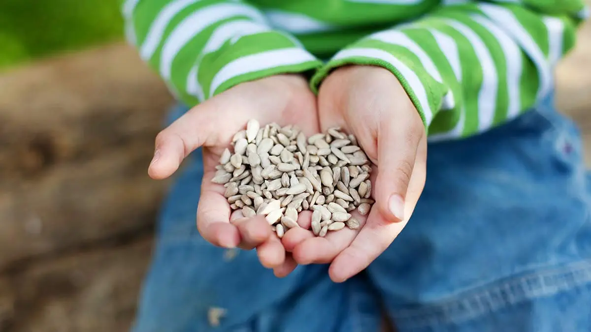 sunflower seeds