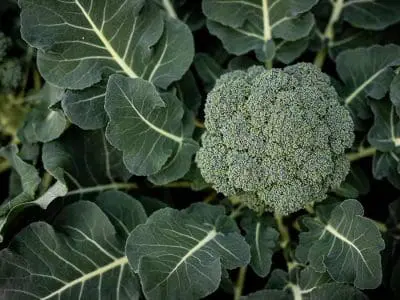 broccoli