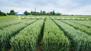 gene editing