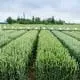 gene editing