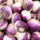 turnip