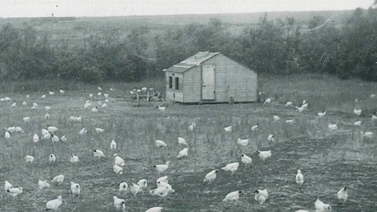 Egg Farming Across Six Generations
