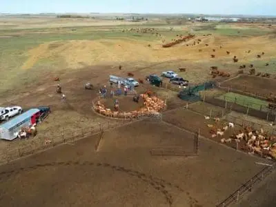 colborn-cattle-operation