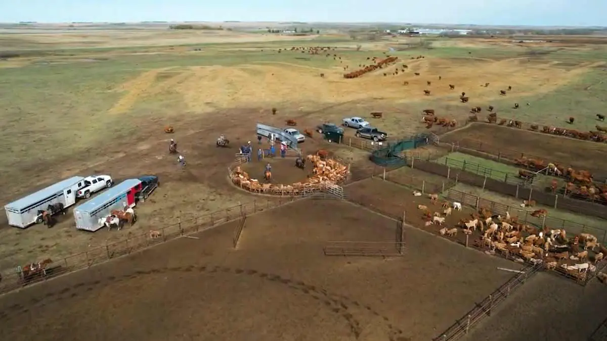 colborn-cattle-operation