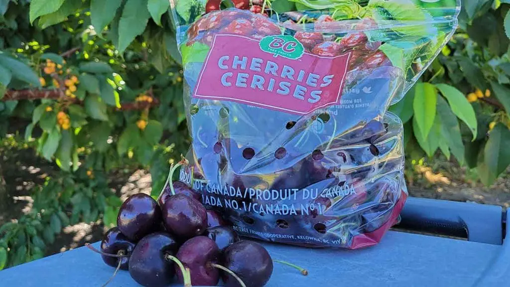 Cherries-packaged-with-orchard-behind-close-shot-Kelowna-BC-summer-2021