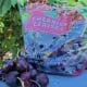 cherries in orchard