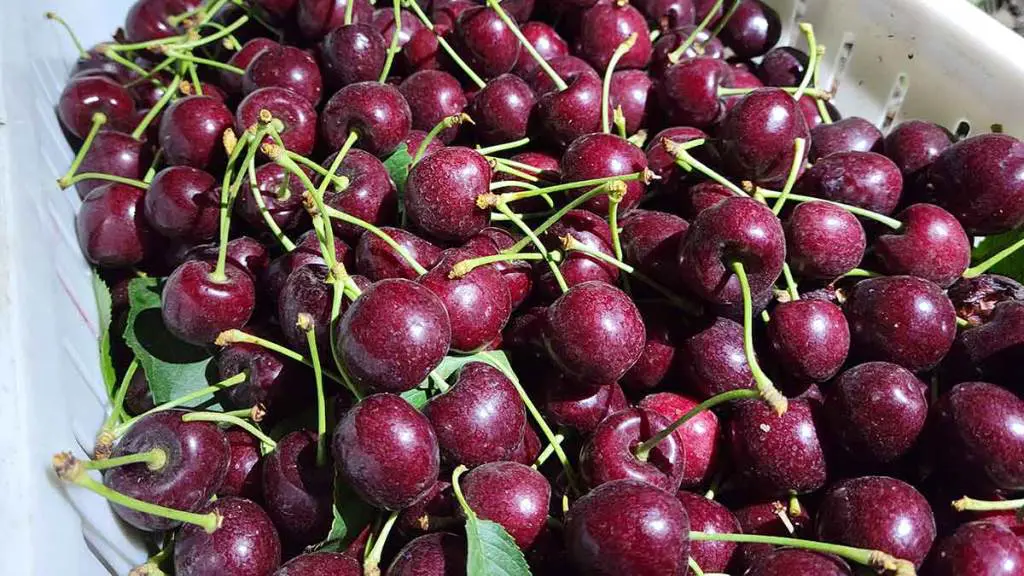 cherries