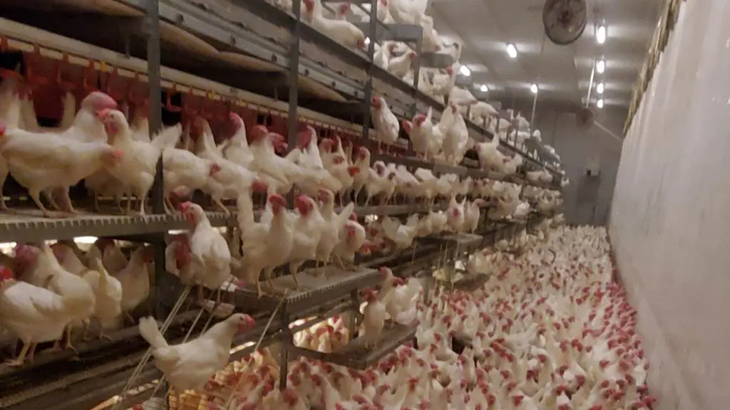 aviary-barn