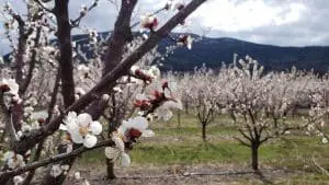 cherry tree