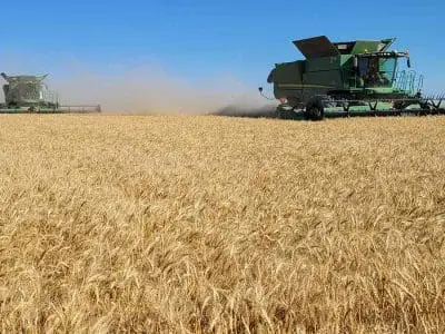 combining wheat