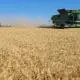 combining wheat
