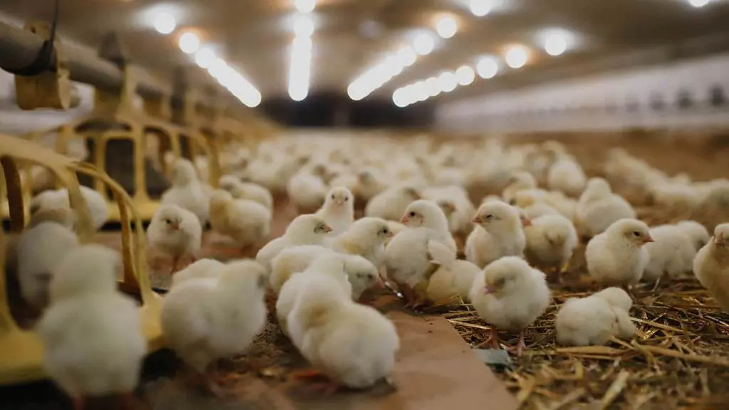 ensuring-animal-welfare-1