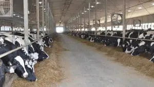 ensuring animal welfare