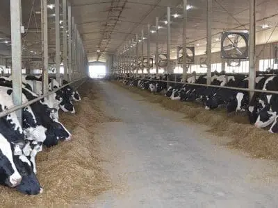 ensuring animal welfare