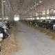 ensuring animal welfare