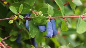haskap berries on bush