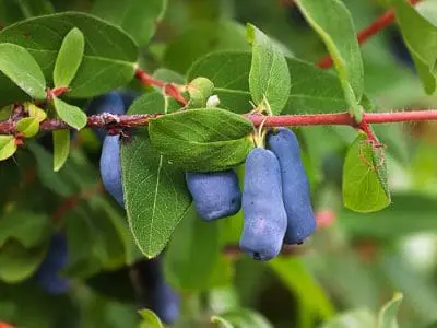 haskap berries on bush