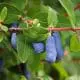 haskap berries on bush