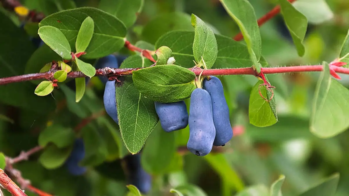 haskap berries on bush
