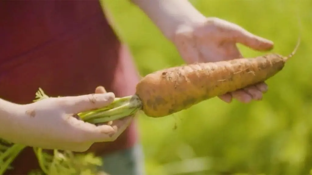 origin-carrot