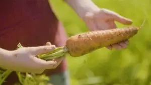 origin carrot