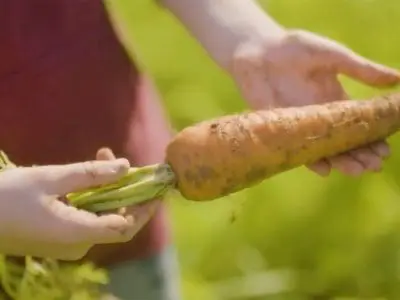 origin carrot