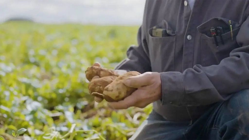 origin-potato-4