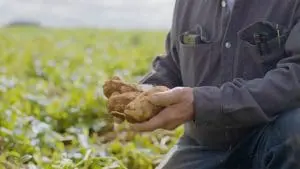 origin potato