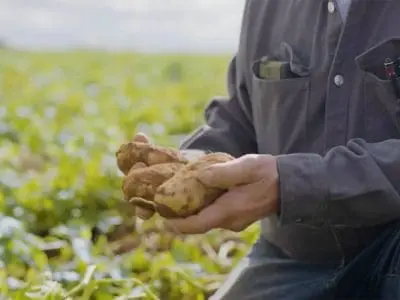 origin potato