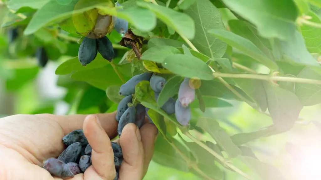 picking haskap berries