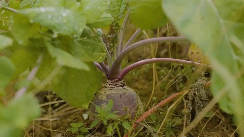 rutabaga-3