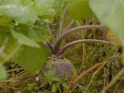 rutabaga-3