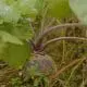 rutabaga-3