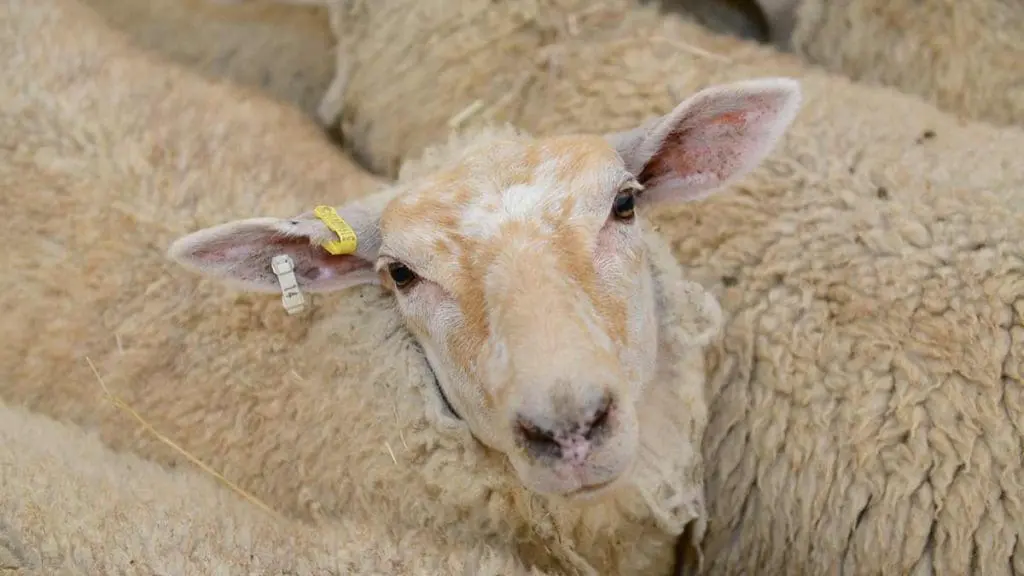 traceability-ewe