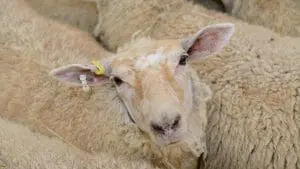 traceability ewe
