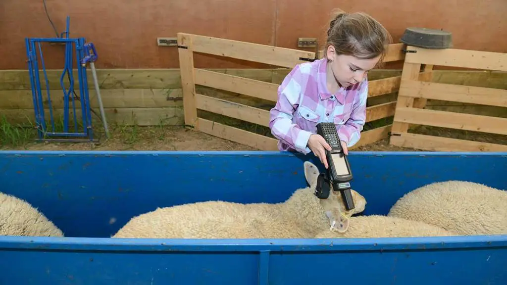 traceability-sheep