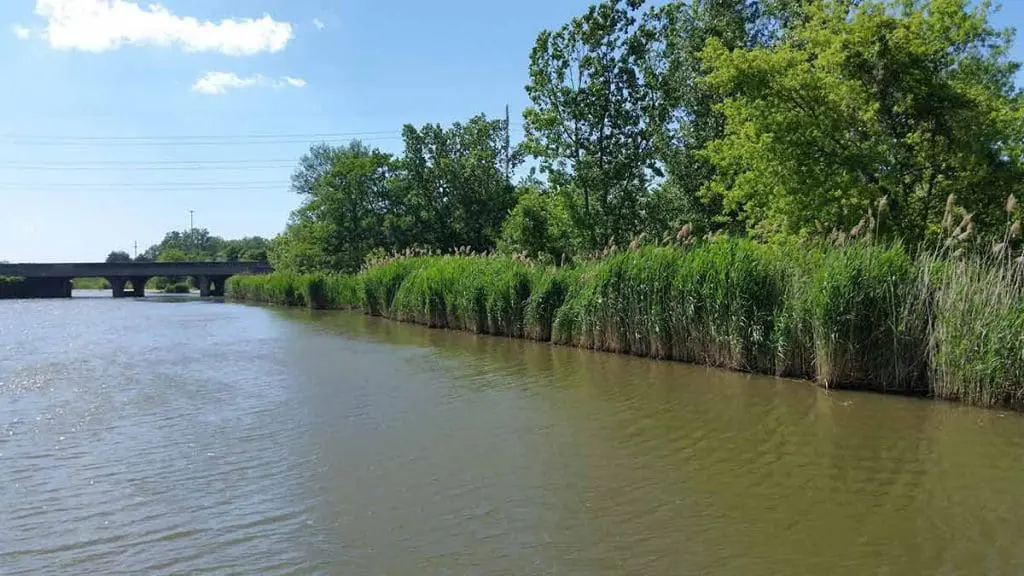 Great-Lakes-Phragmites