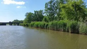 Great Lakes Phragmites