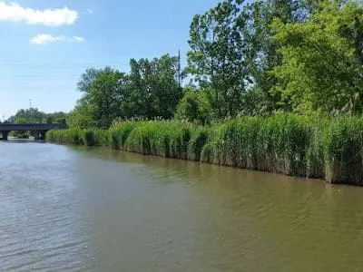 Great Lakes Phragmites