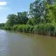 Great Lakes Phragmites