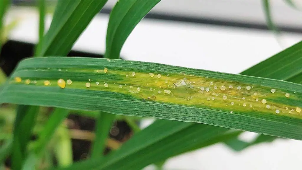 bacterial-leaf-streak