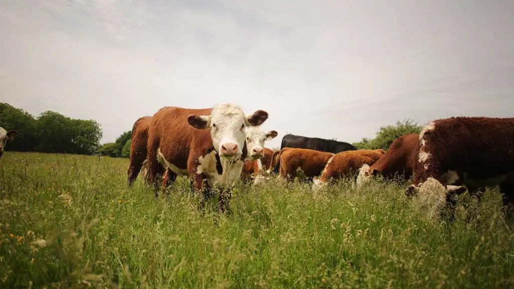 beef-cattle-grazing