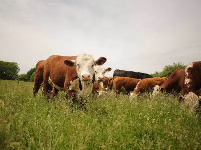 beef cattle grazing