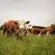 beef cattle grazing