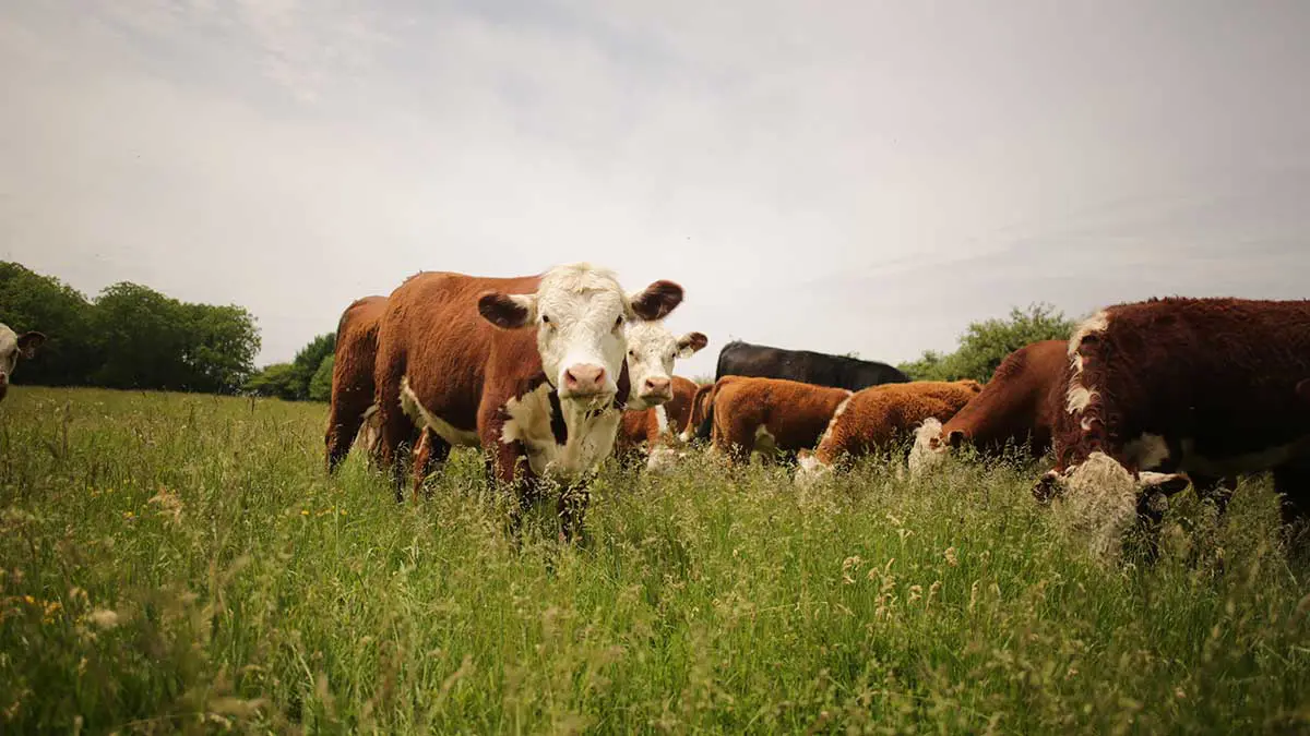 beef cattle grazing