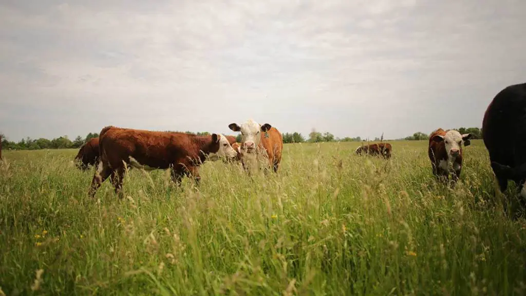 beef-cattle-in-pasture