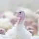 turkey poults