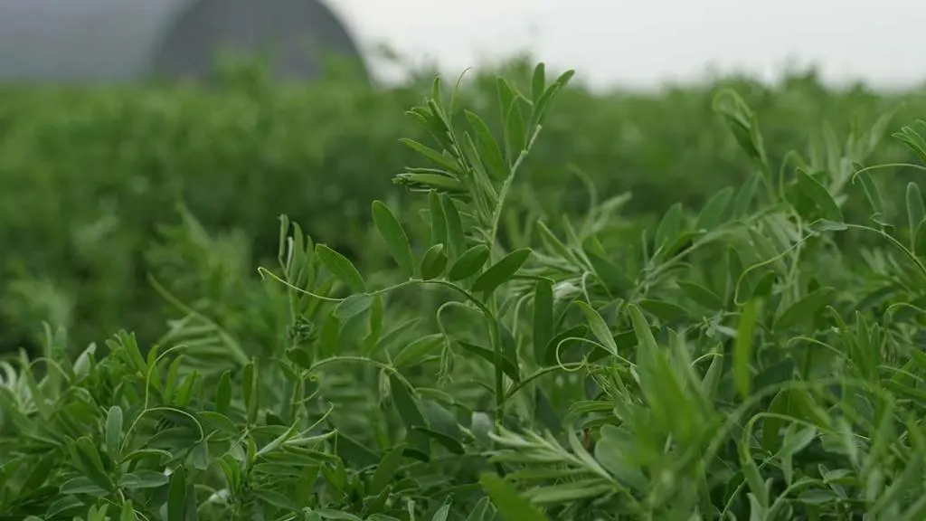 lentil close up