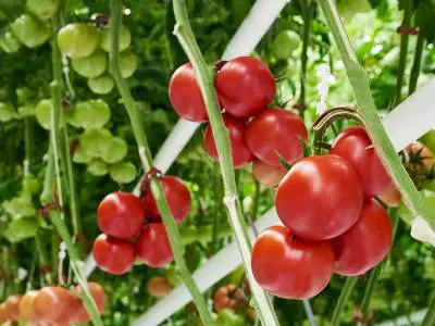 Vine-Tomatoes